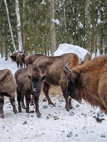 ЭКСКУРСИЯ В КЛЯЗЬМИНСКО-ЛУХСКИЙ ЗАКАЗНИК