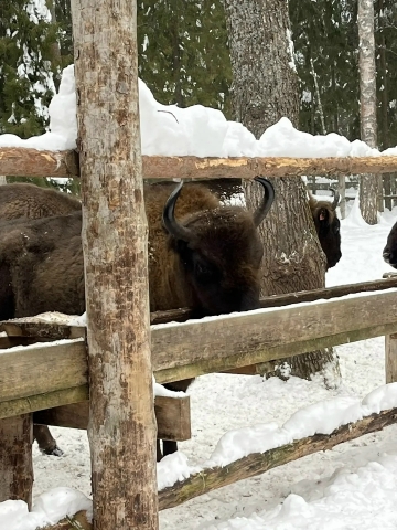 ЭКСКУРСИЯ В КЛЯЗЬМИНСКО-ЛУХСКИЙ ЗАКАЗНИК